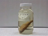 藏品(粗首鱲)的圖片